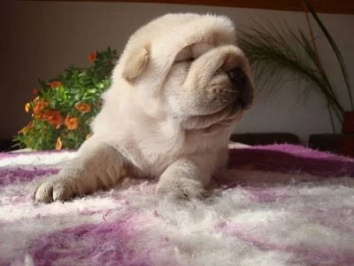 Šarpej, Shar-pei