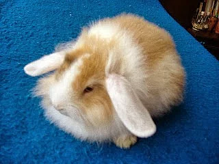 Zakrslé samičky králíčka beránka