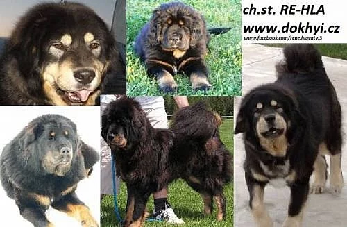 Tibetská Doga štěně
