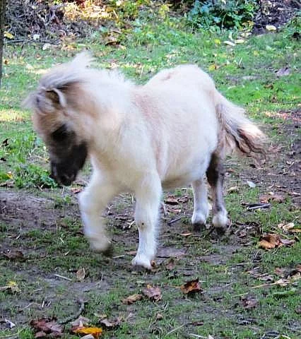 Minipony