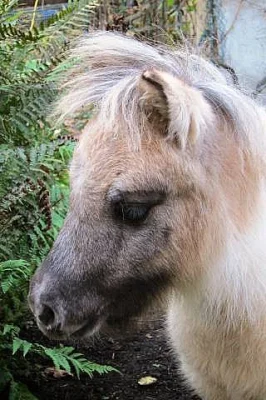 Minipony