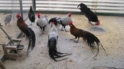 Onagadori