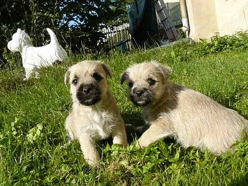 Cairn terriér (Kernteriér) s pp,štěňátka