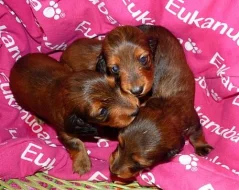 Jezevčík trpasličí králičí dlouhosrstý