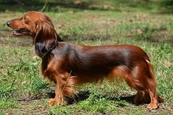 Jezevčík trpasličí králičí dlouhosrstý