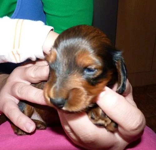 Jezevčík trpasličí králičí dlouhosrstý