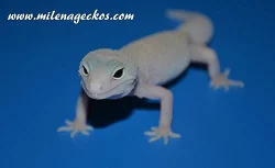 Gekončík noční