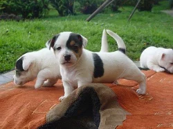 Jack Russel teriér - prodám štěňata JRT