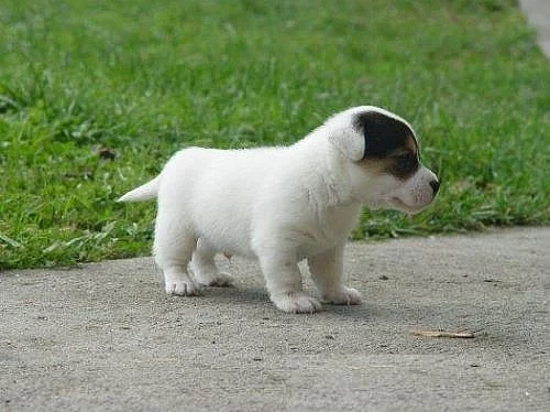 Jack Russel teriér - prodám štěňata JRT