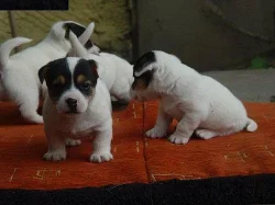 Jack Russel teriér - prodám štěňata JRT