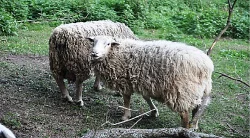Prodám berana charolais