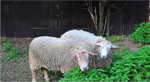 Prodám berana charolais