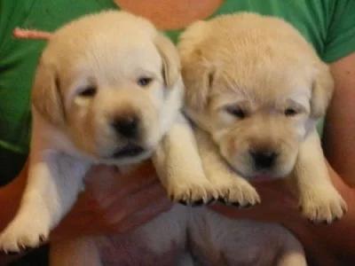 Labrador retriever TOP kvalita