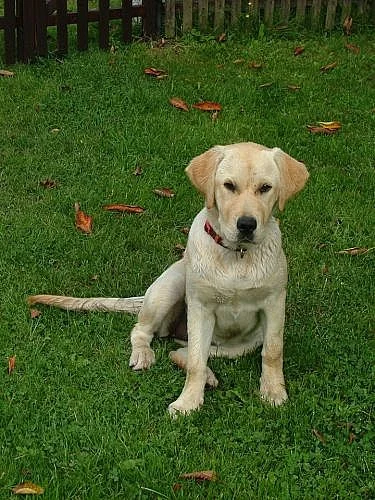 6-ti měsíční fenka labradorský retriver