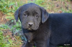 krásná štěnátka labradora