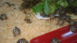 Prodám suchozemské želvy s doklady s Cites