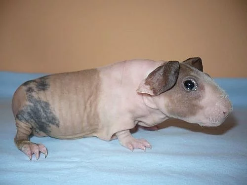 Prodám skinny morčátka Cheb