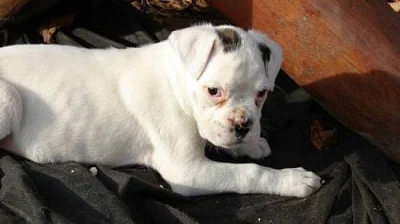 Boxer - bílé fenečky