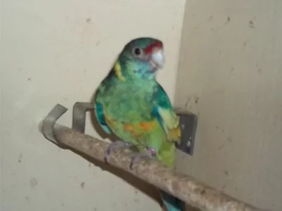 Barnard č.č