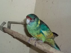 Barnard č.č