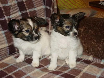 Papillon