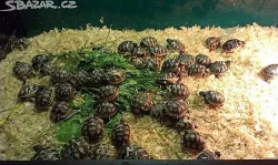 Suchozemské želvy odchov 2013
