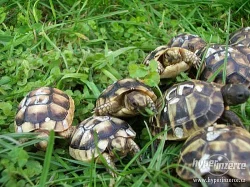 Suchozemské želvy odchov 2013
