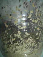Krmný hmyz - Octomilky(Drosophyla hydei)