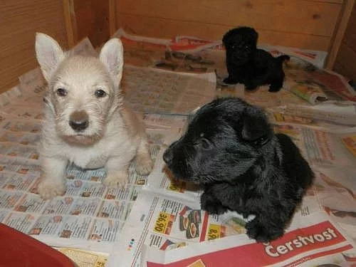 Skotský teriér- prodej štěňat