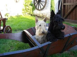 Skotský teriér- prodej štěňat