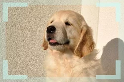Zlatá retriever - štěňátko s PP
