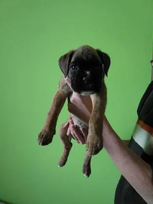Prodám štěňata německých boxerů