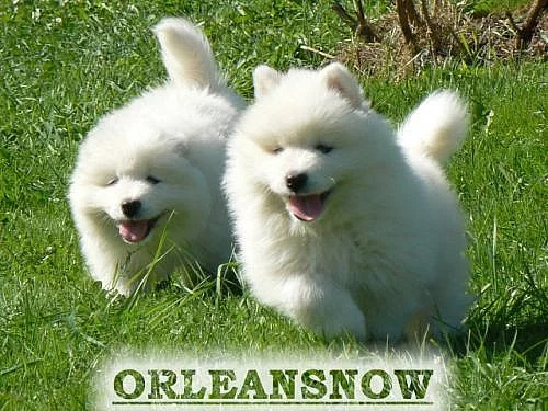 samojed štěňátka s PP