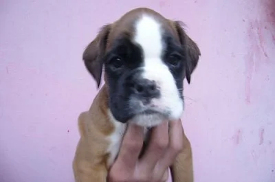 štěňata boxerů