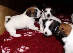 Jack Russel teriér - štěňata s PP