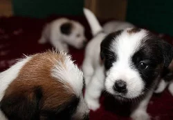 Jack Russel teriér - štěňata s PP
