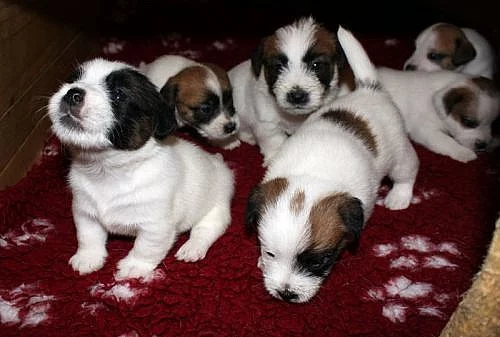 Jack Russel teriér - štěňata s PP