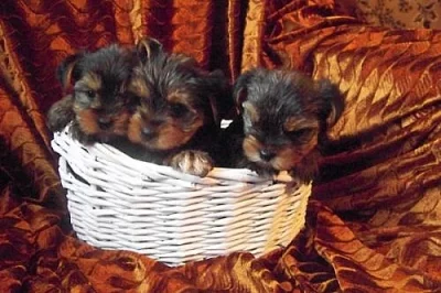 Yorkshire terrier bez PP 