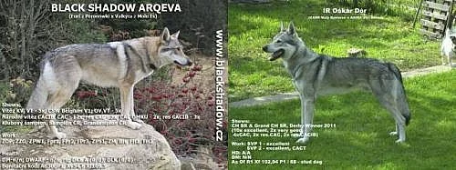 Štěňata ČSV