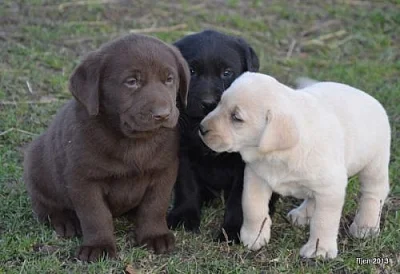 krásná štěňátka labradora