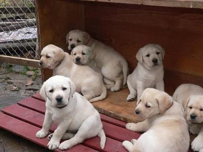 Labrador Retriever s PP (štěně)