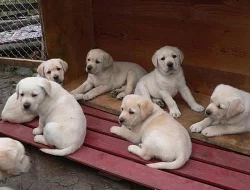 Labrador Retriever s PP (štěně)