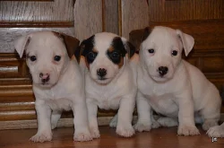 štěňátka jack russell terier