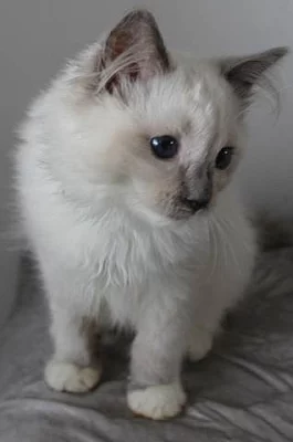 Ragdoll koťátka s PP