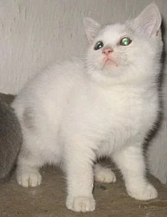 Britská koťátka k odběru, máme kocourky 