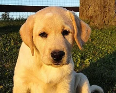 Labradorský retriever (retrívr) - štěňata JIŽ K OD