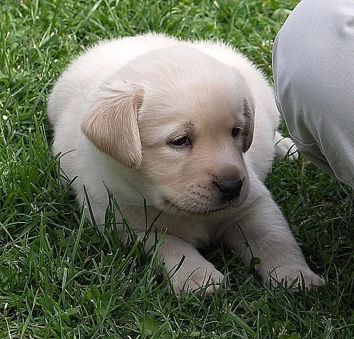 Labradorský retriever (retrívr) - štěňata JIŽ K OD