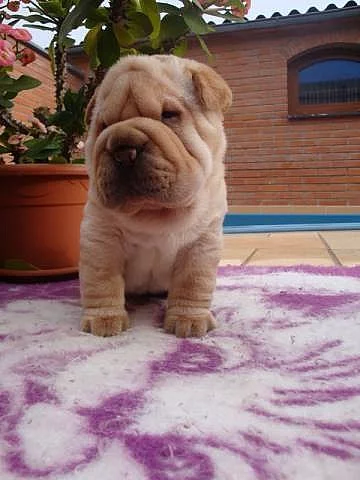 Šarpej, Shar-pei bez PP