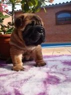 Šarpej, Shar-pei bez PP