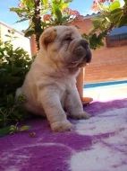 Šarpej, Shar-pei bez PP